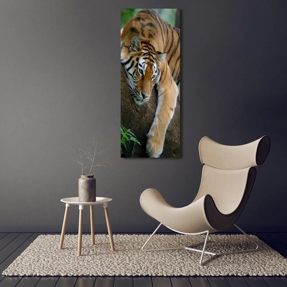 Tablou pe pe sticlă Tiger pe un copac