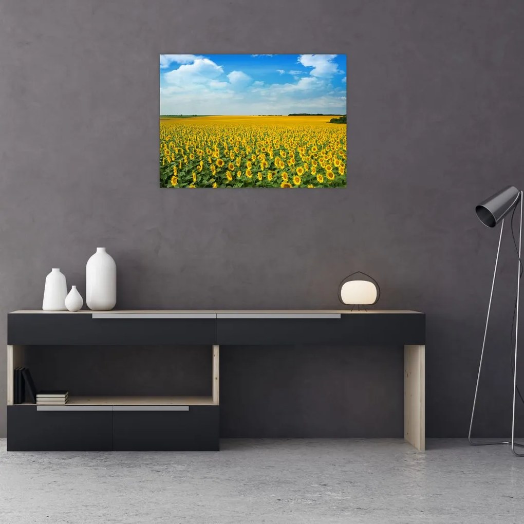 Tablou pe sticlă - câmp cu floarea soarelui (70x50 cm)