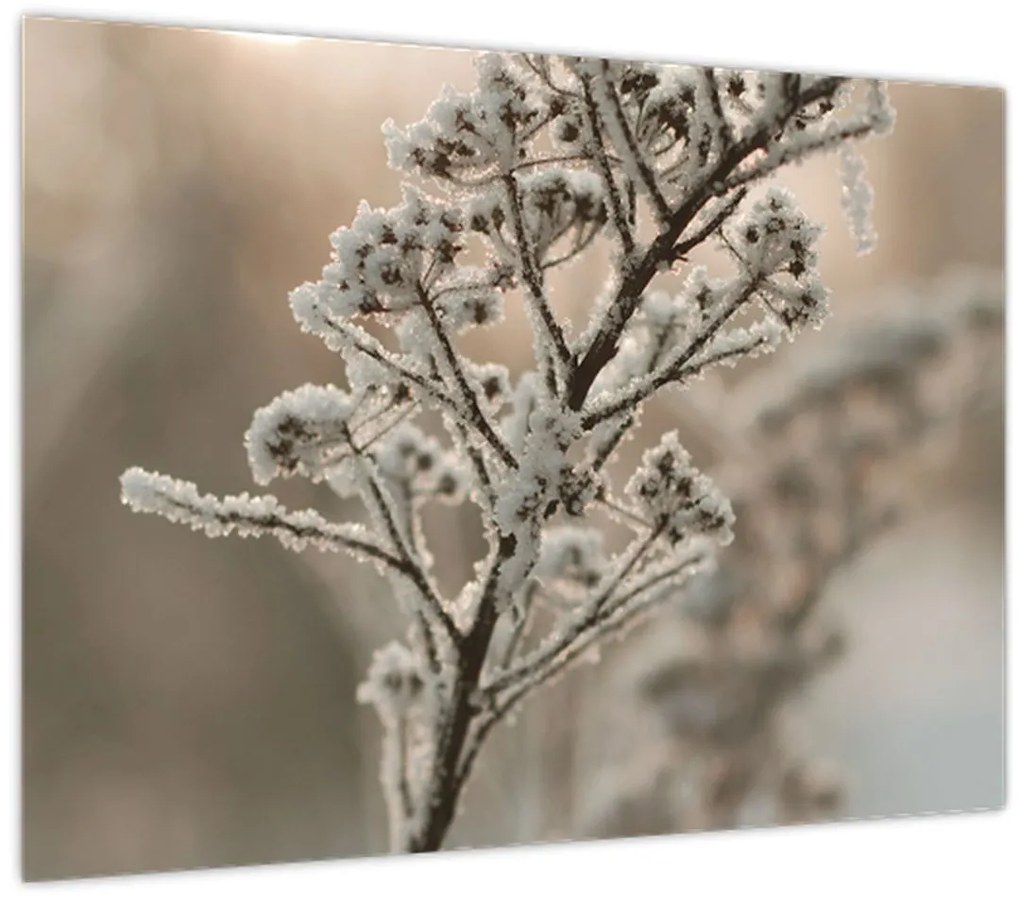 Tablou pe sticlă - Plantează în îngheț (70x50 cm)