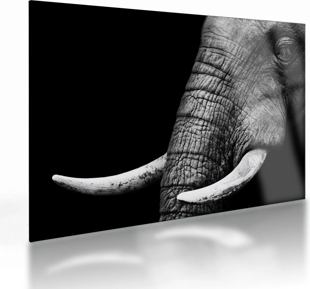 Tablou pe sticlă - Colți de elefant (70x50 cm)