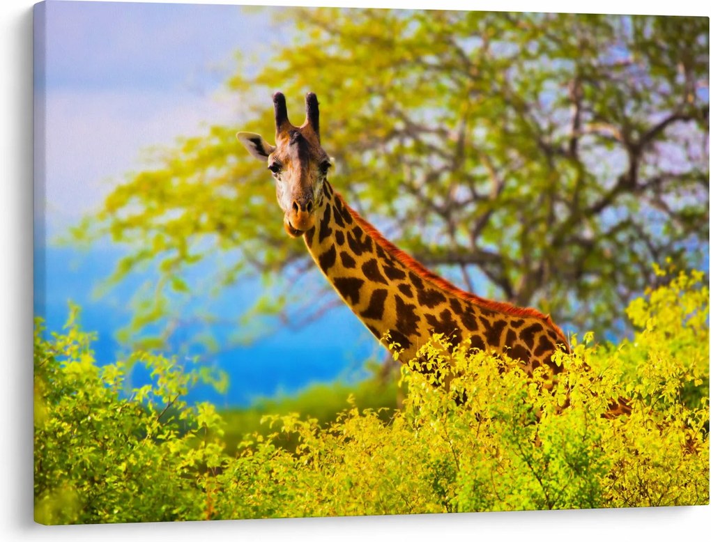 Tablou - Girafa în Africa (70x50 cm)