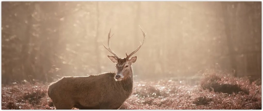 Tablou - Cerb în pădure (120x50 cm)