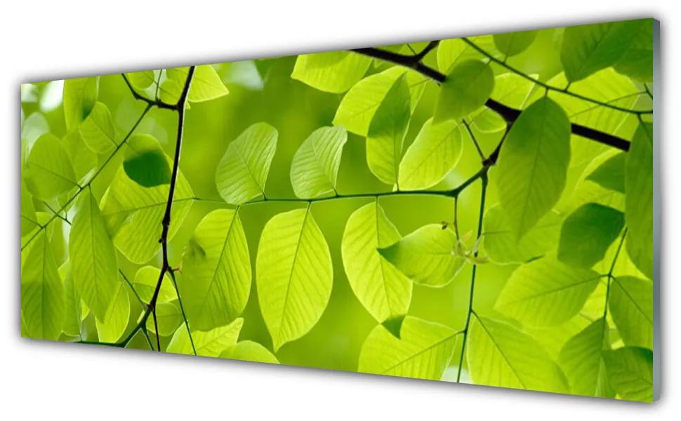 Tablouri acrilice Frunze Natura verde