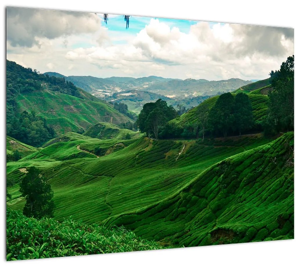 Tablou pe sticlă Plantații de ceai - Malaezia (70x50 cm)