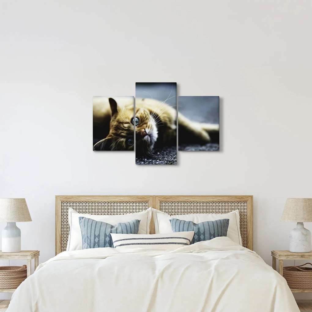 Tablou cu pisica (90x60 cm)