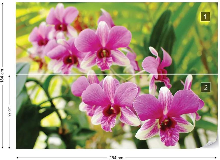 Fototapet GLIX - Pink Orchids + adeziv GRATUIT Tapet nețesute - 254x184 cm