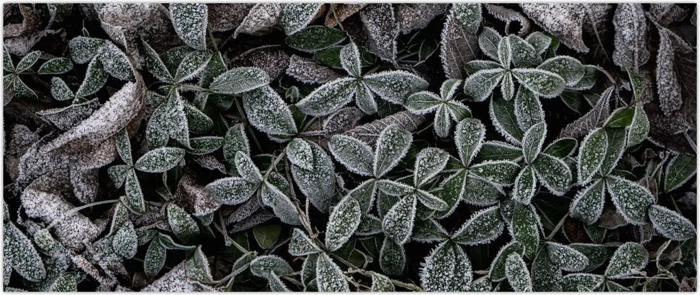 Tablou - Plante înghețate (120x50 cm)