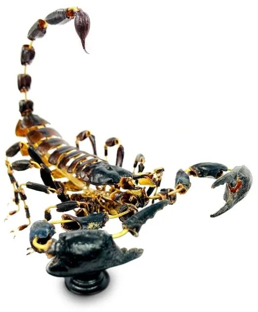 Scorpion Heterometrus