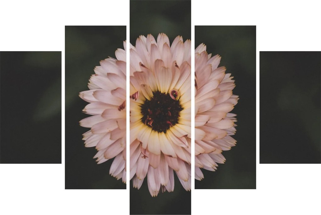 Tablou cu floare portocalie (150x105 cm)