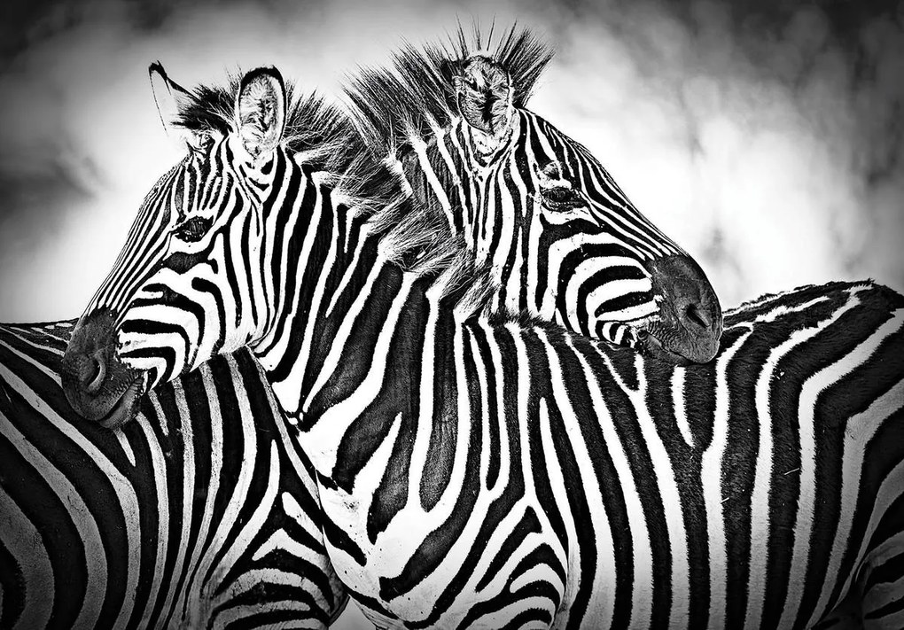 Fototapet - Zebra (254x184 cm)