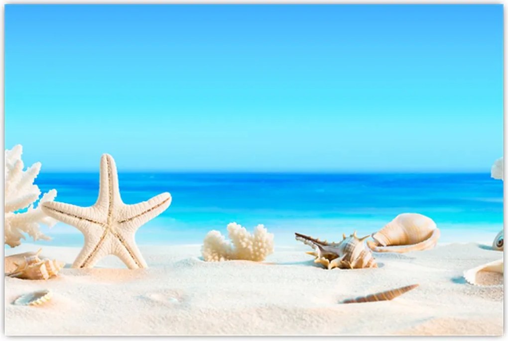 Tablou - Natura morta cu scoici (90x60 cm)