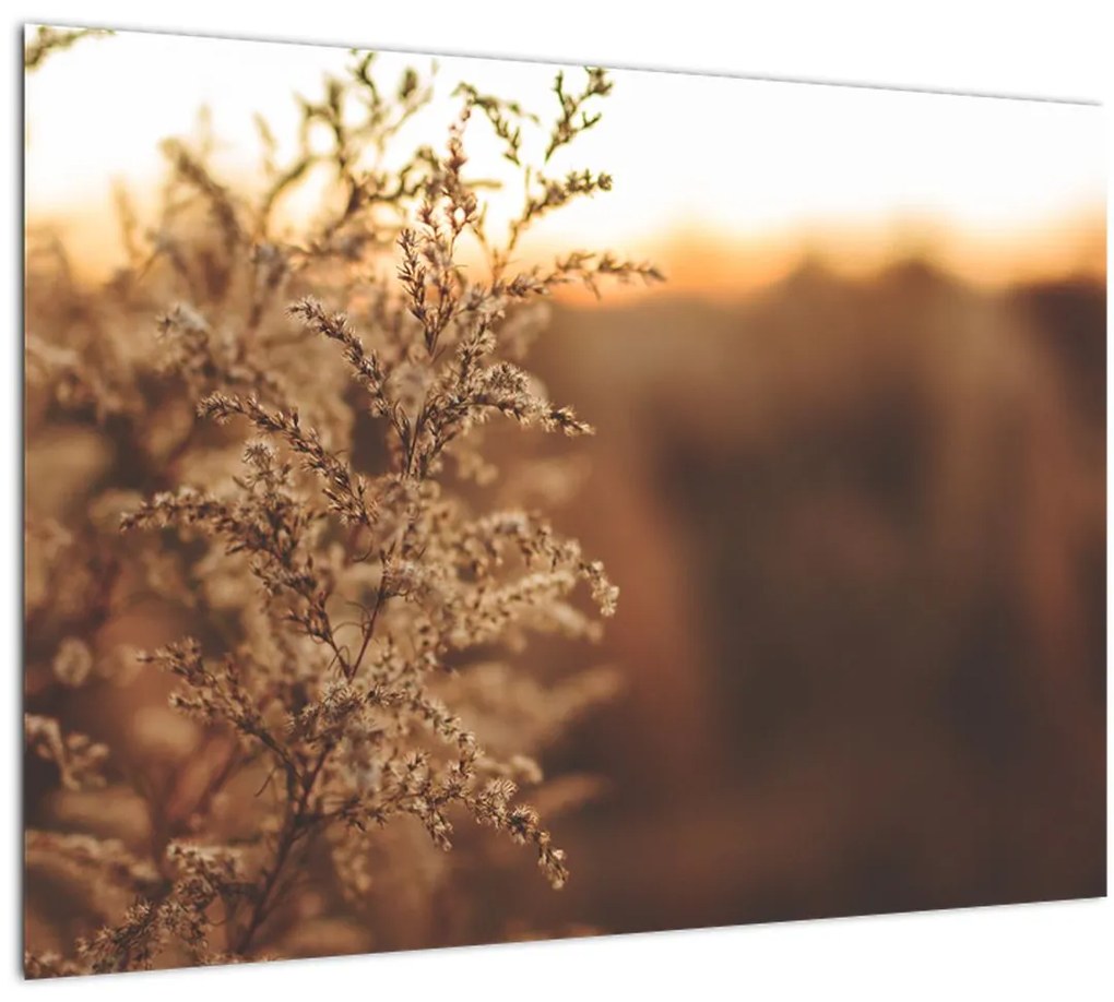 Tablou - Iarba înflorită (70x50 cm)