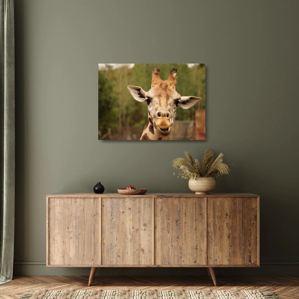 Tablou pe sticlă girafe (70x50 cm)
