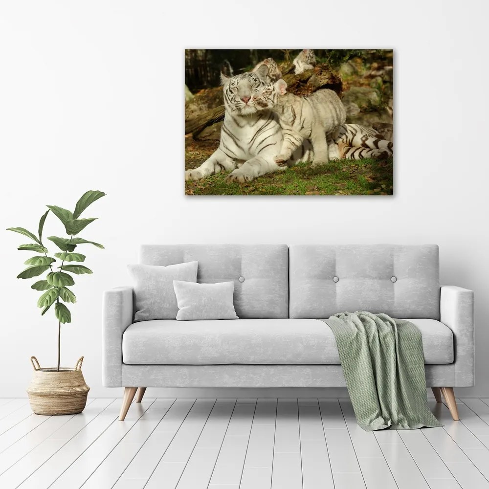 Imprimare tablou canvas Tigers