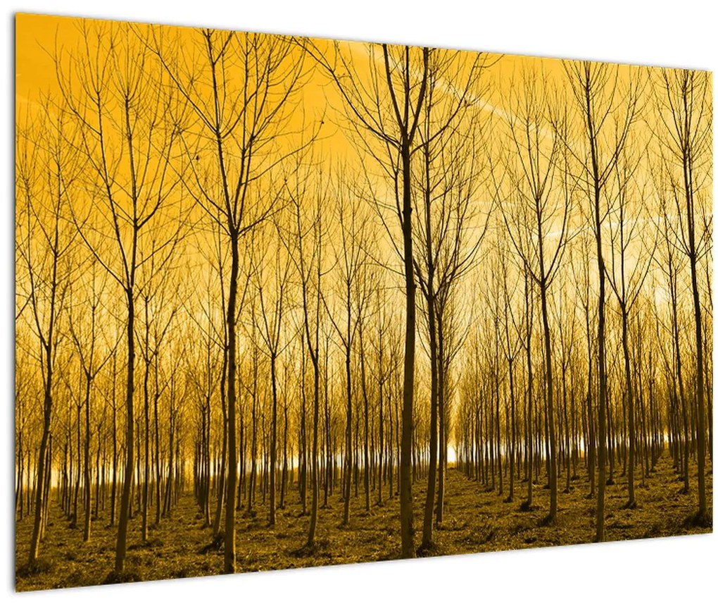 Tablou cu pădure în apus de soare (90x60 cm)
