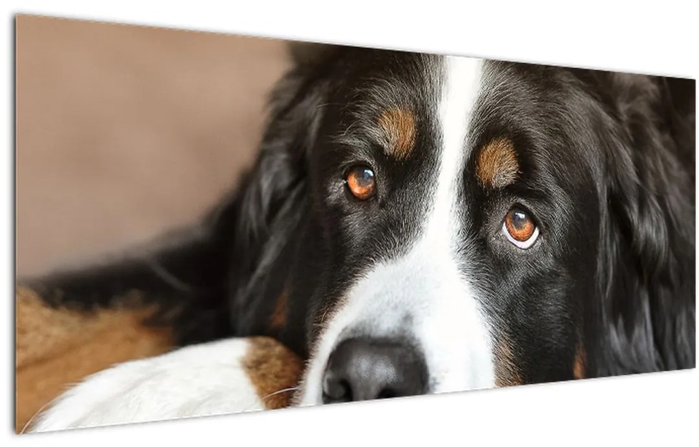 Tablou cu câine (120x50 cm)