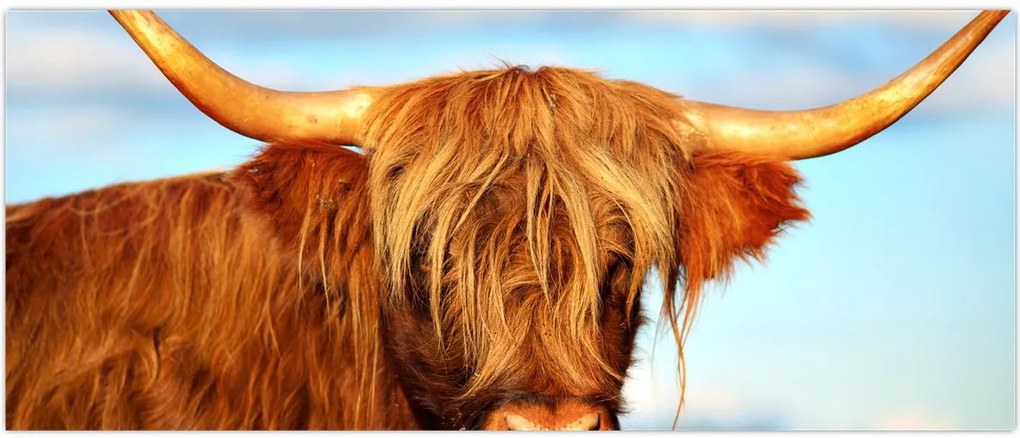 Tablou - Vacă scoțiană (120x50 cm)
