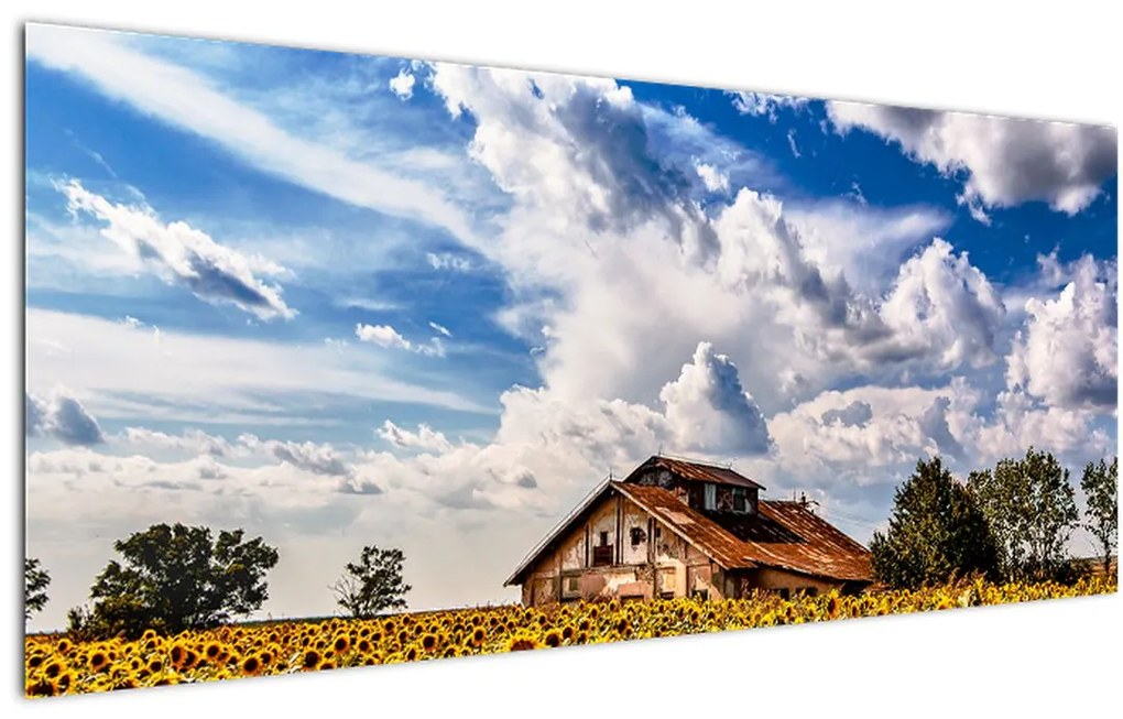 Tablou cu câmp de floarea soarelui (120x50 cm)