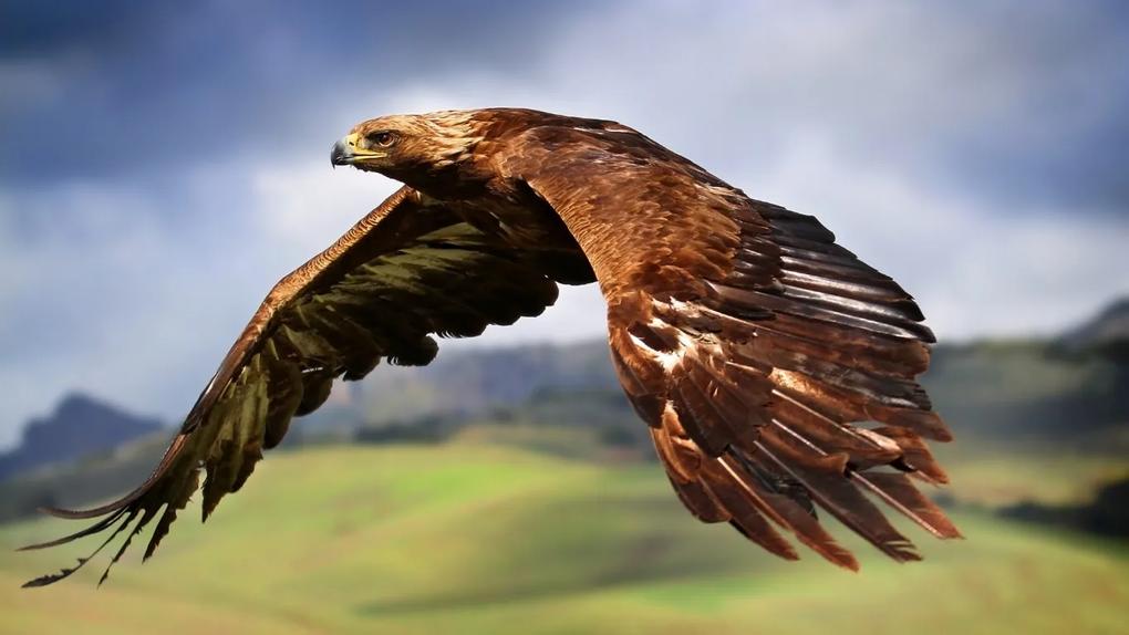 Tablou canvas vultur - 50x 40cm