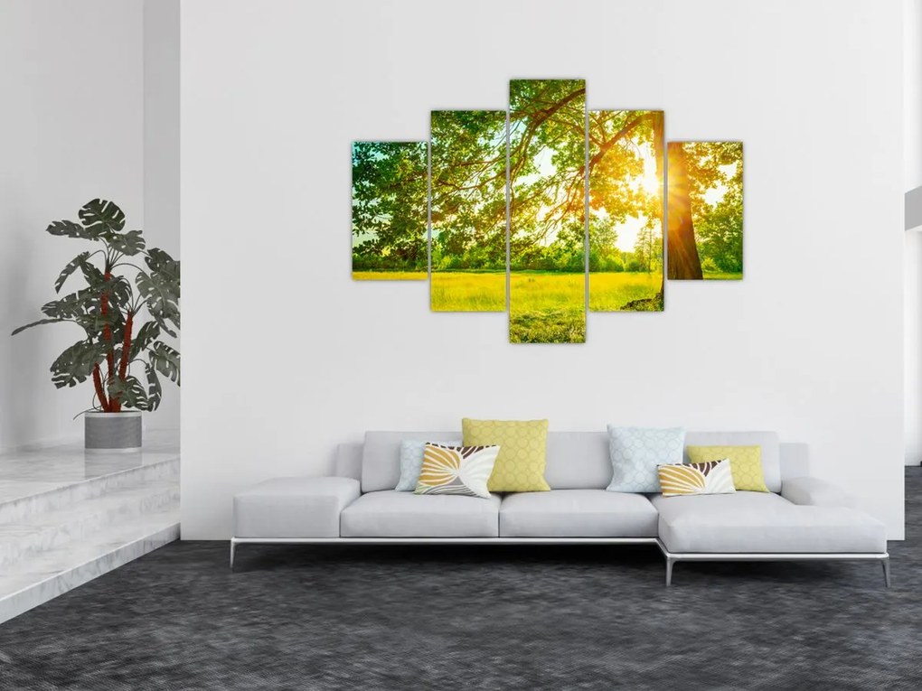 Tablou - Pădurea însorită (150x105 cm)