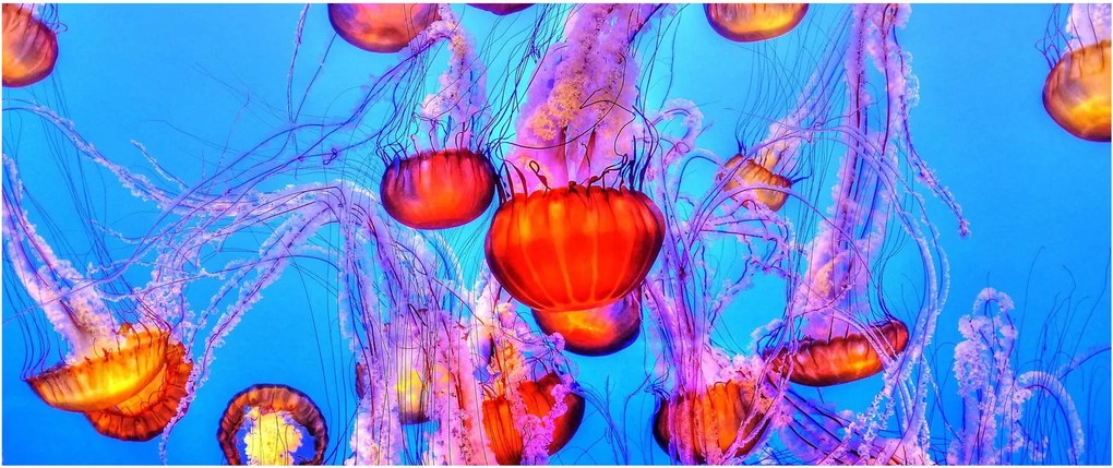 Tablou cu meduse în mare (120x50 cm)