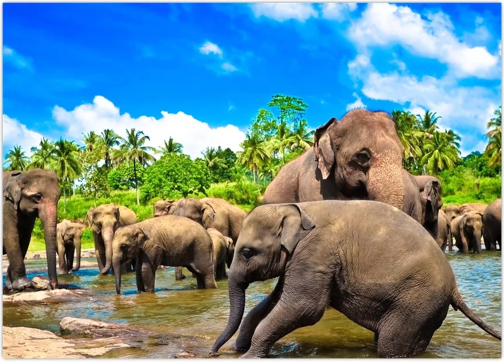 Tablou - Elefanți, Sri Lanka (70x50 cm)