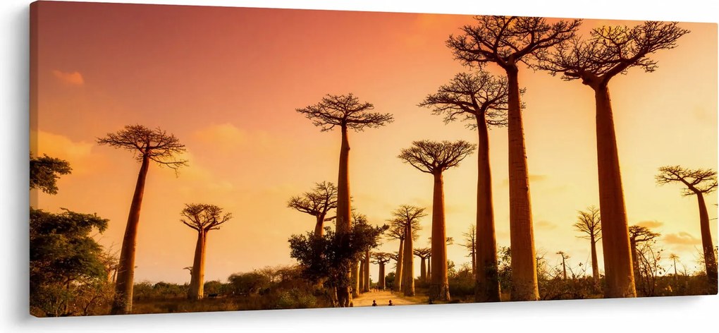 Tablou - Apus de soare pe Aleea Baobabilor (120x50 cm)