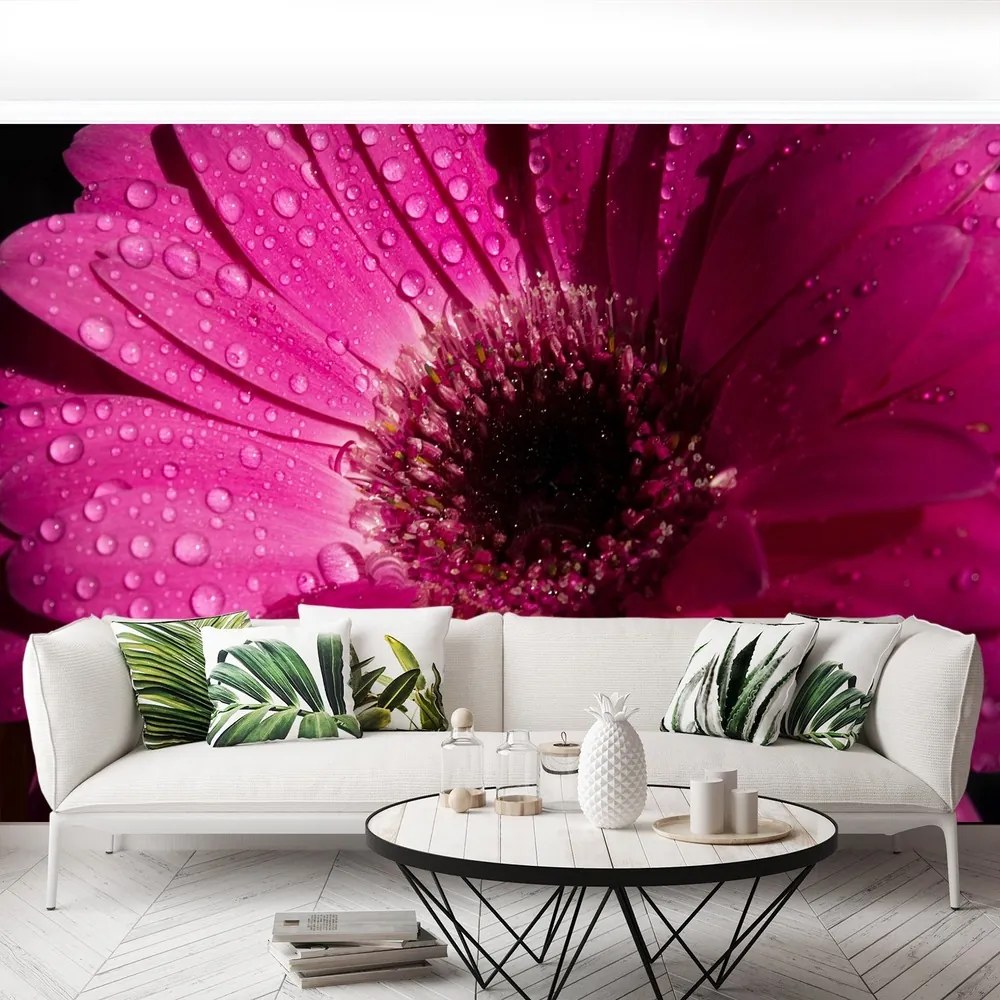 Fototapet Purple Gerbera
