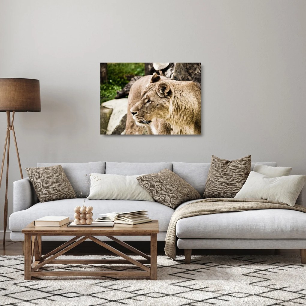 Tablou pe sticlă cu leoaică (70x50 cm)