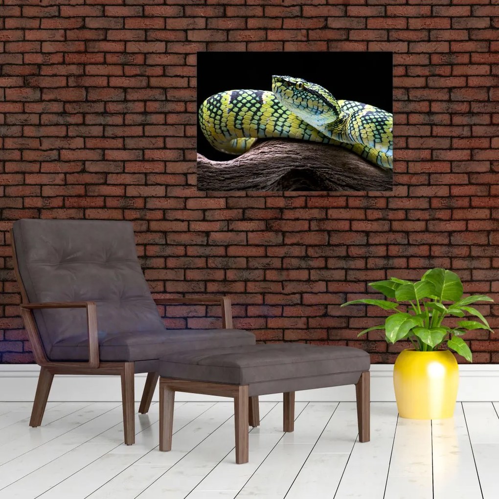 Tablou pe sticlă - Șarpele cu clopoței al lui Wagler (70x50 cm)