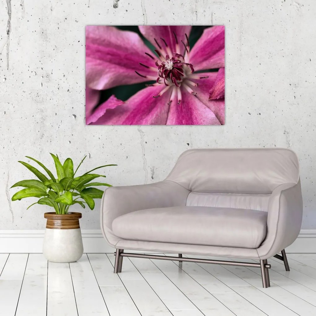 Tablou cu floarea roz de clematis (70x50 cm)