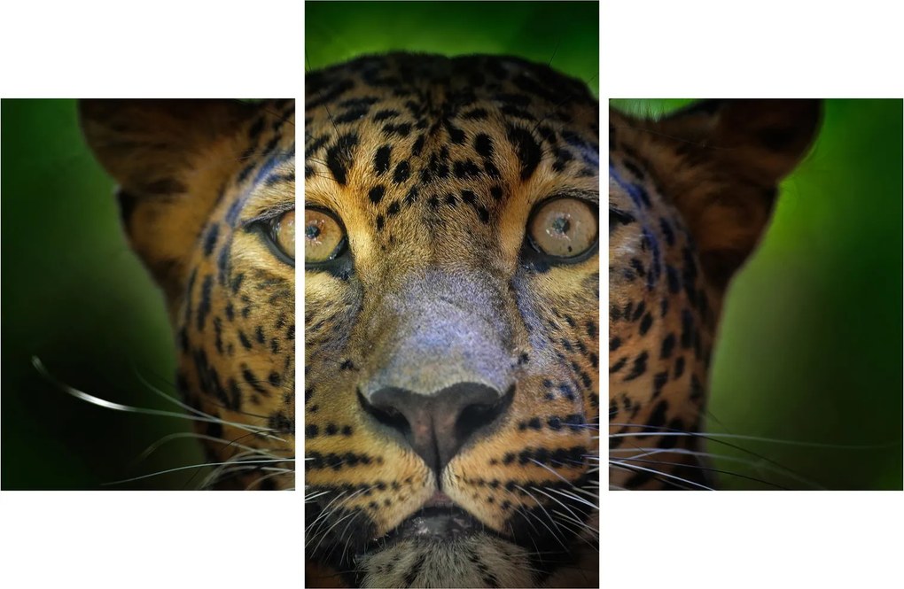 Tablou - Portretul leoparduslui, Sri Lanka (90x60 cm)