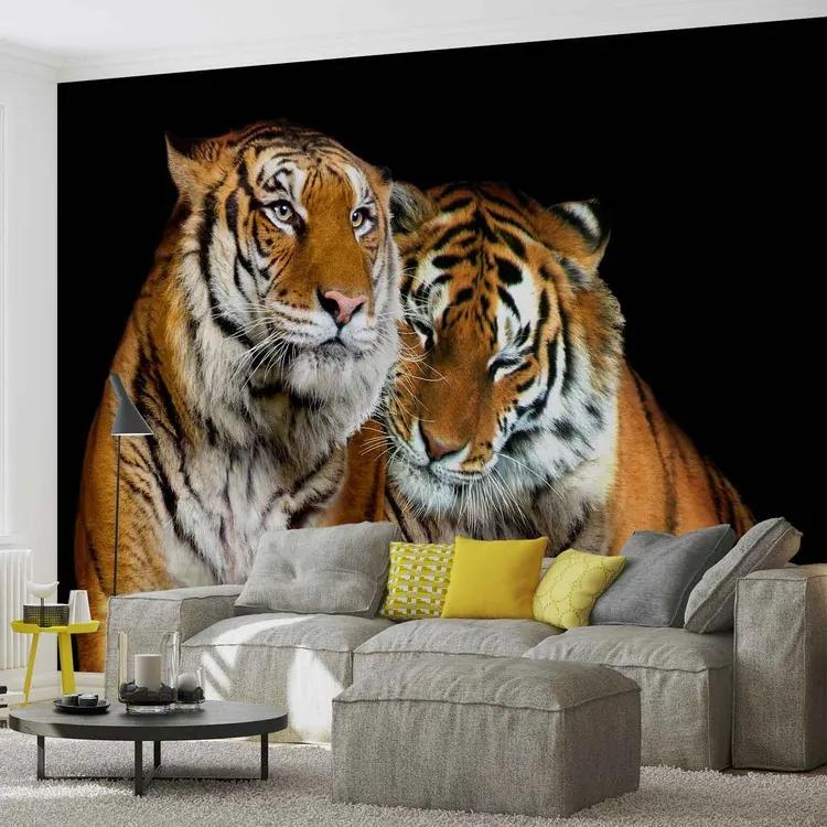 Tigers Fototapet, (416 x 254 cm)
