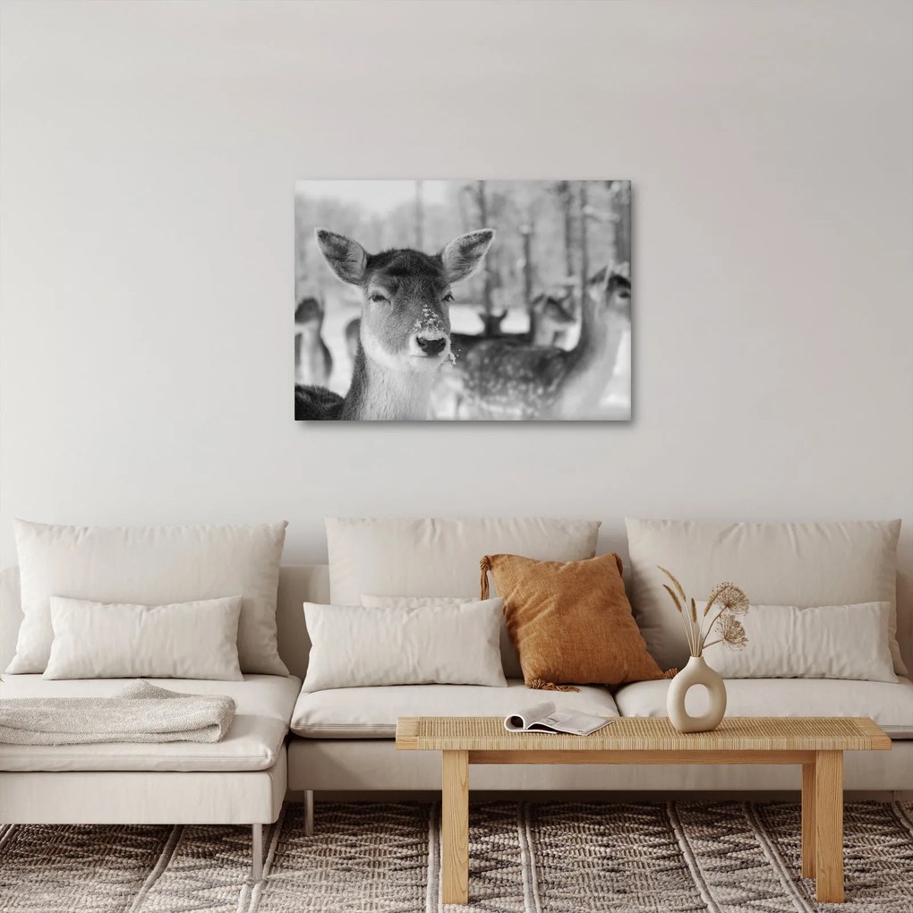 Tablou - Cerbi,alb-negru (70x50 cm)