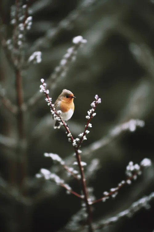 Fotografie Cute Robin, Treechild