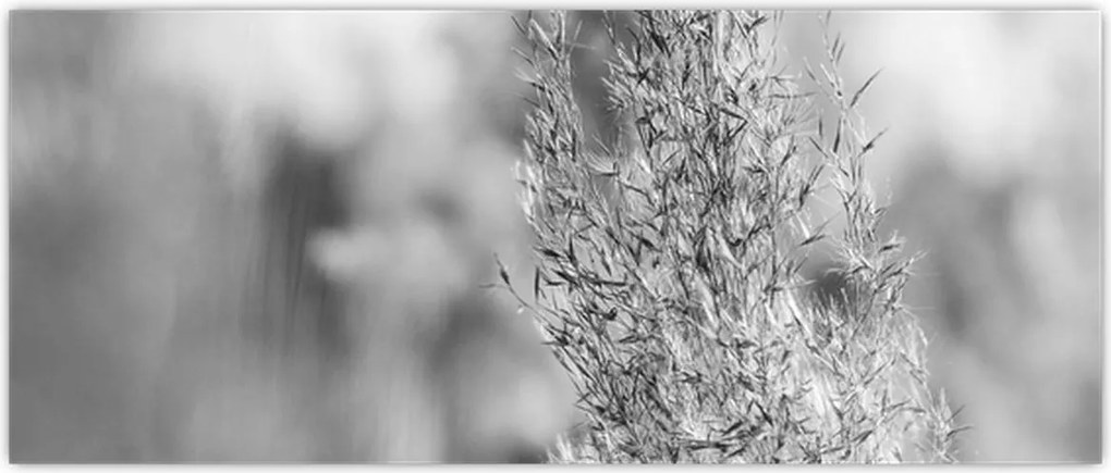 Tablou - Iarbă de pampas Boho (120x50 cm)