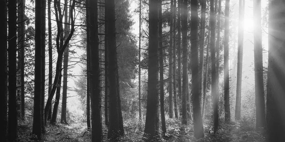 Tablou pădure luminată de soare în design alb-negru