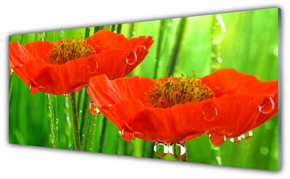 Tablouri acrilice Maci Floral Roșu Verde