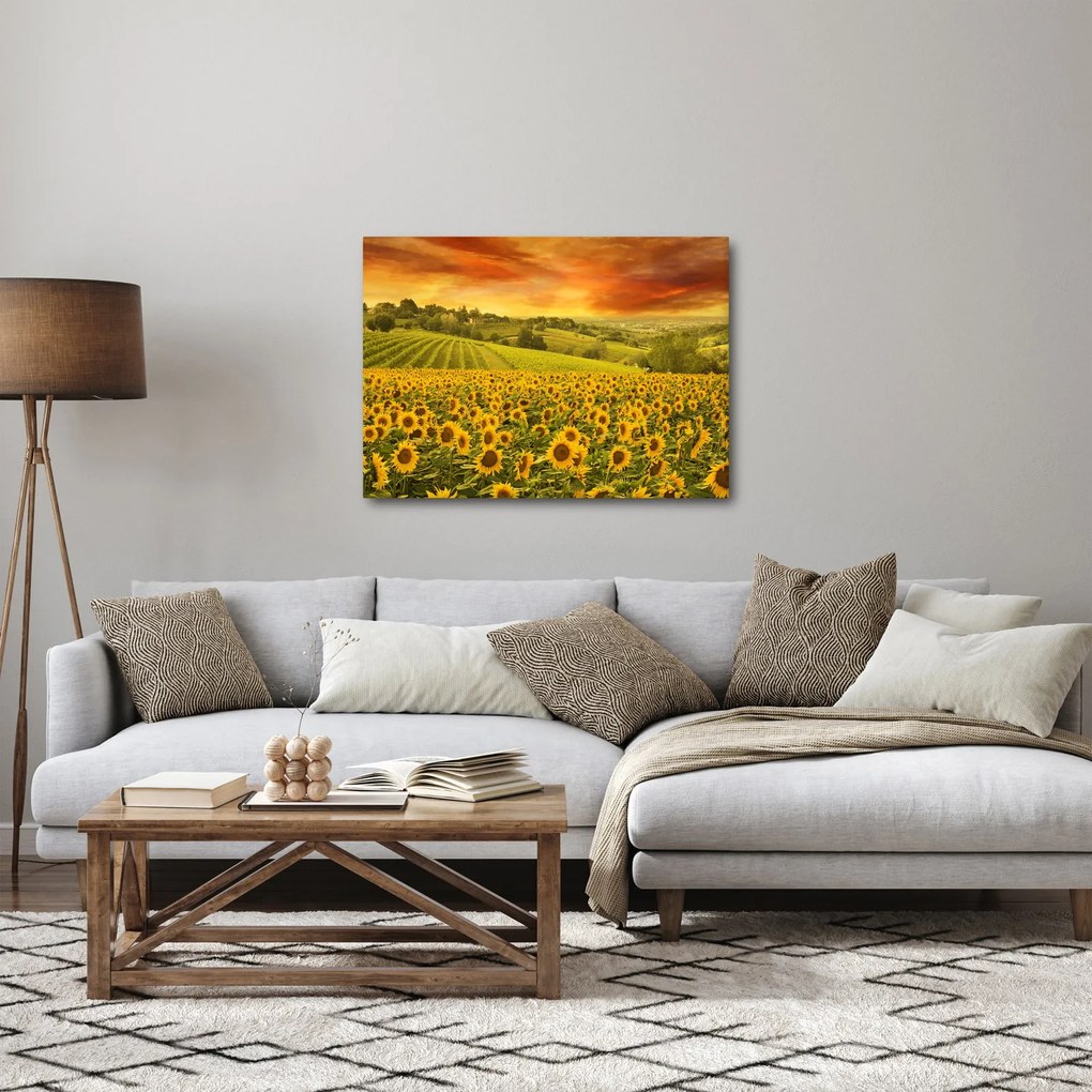 Tablou - Câmp de floarea-soarelui (70x50 cm)