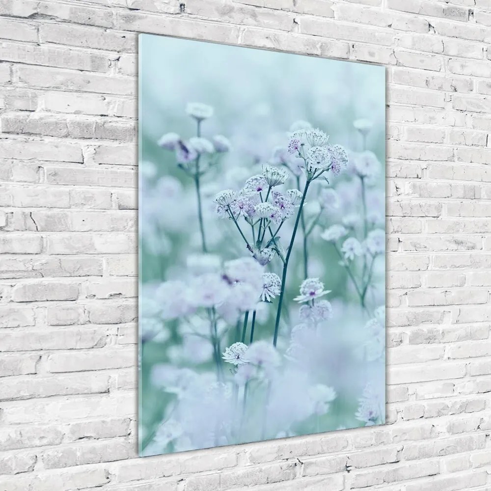 Tablou pe pe sticlă Astrantia