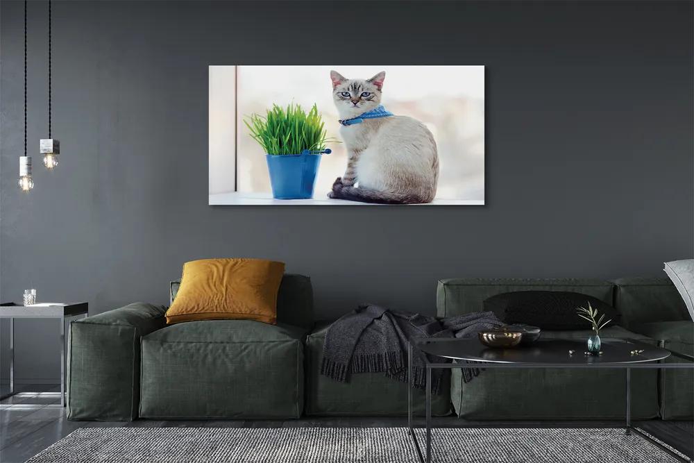 Tablouri canvas ședinței de pisică