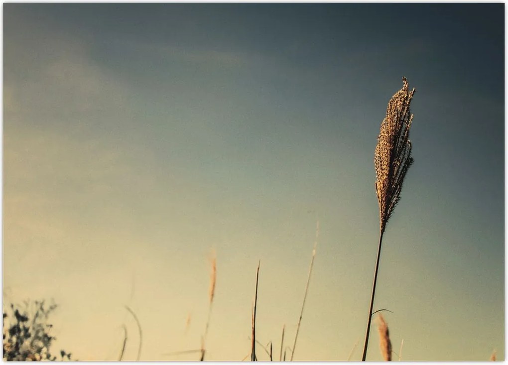 Tablou - Iarba (70x50 cm)