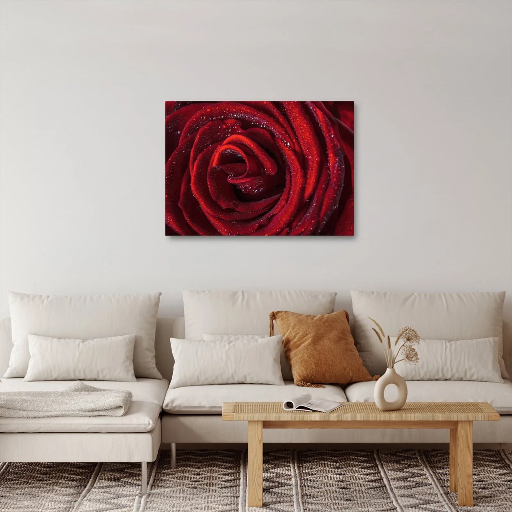 Tablou - Trandafir roșu cu picături de rouă (70x50 cm)