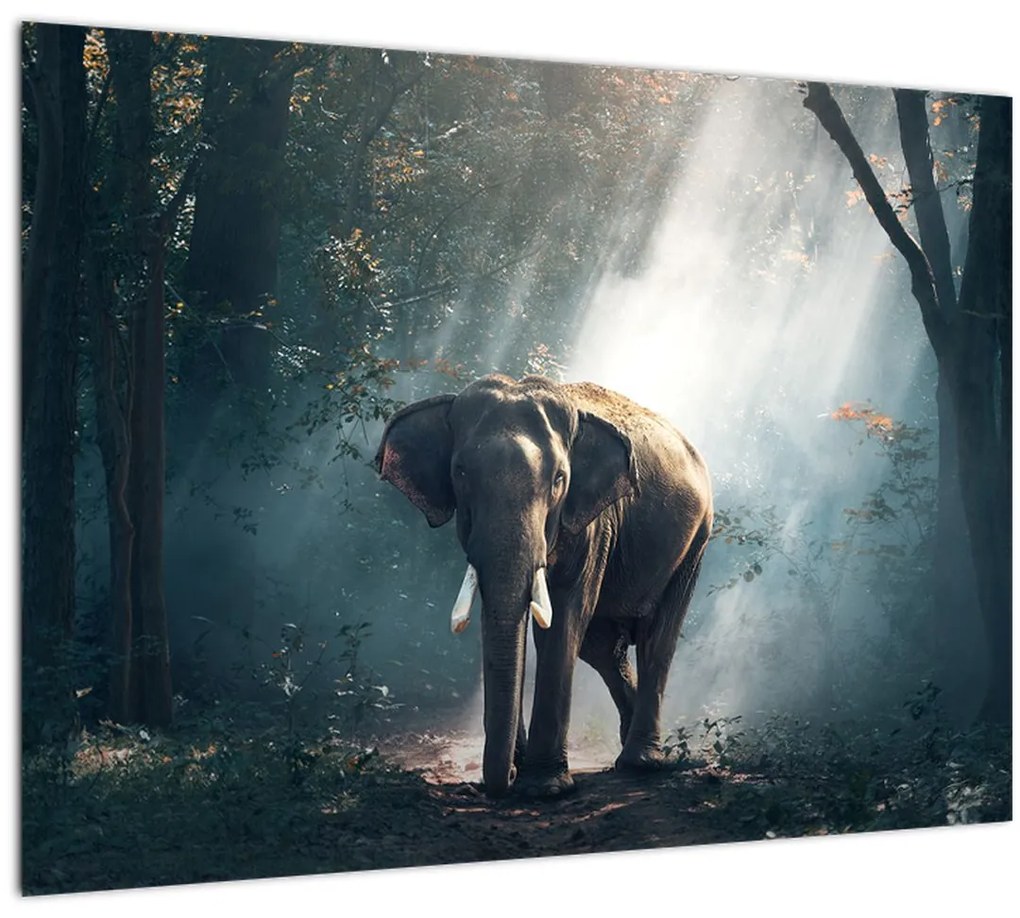 Tablou pe sticlă cu elefant în djunglă (70x50 cm)