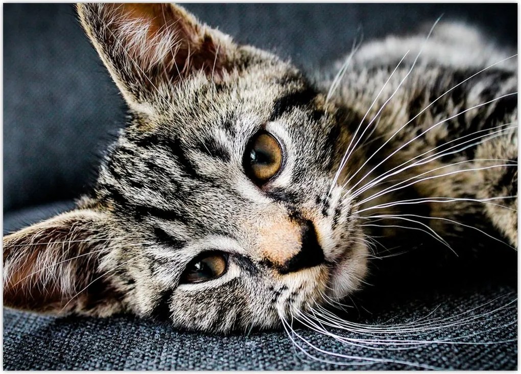 Tablou - Pisoi (70x50 cm)