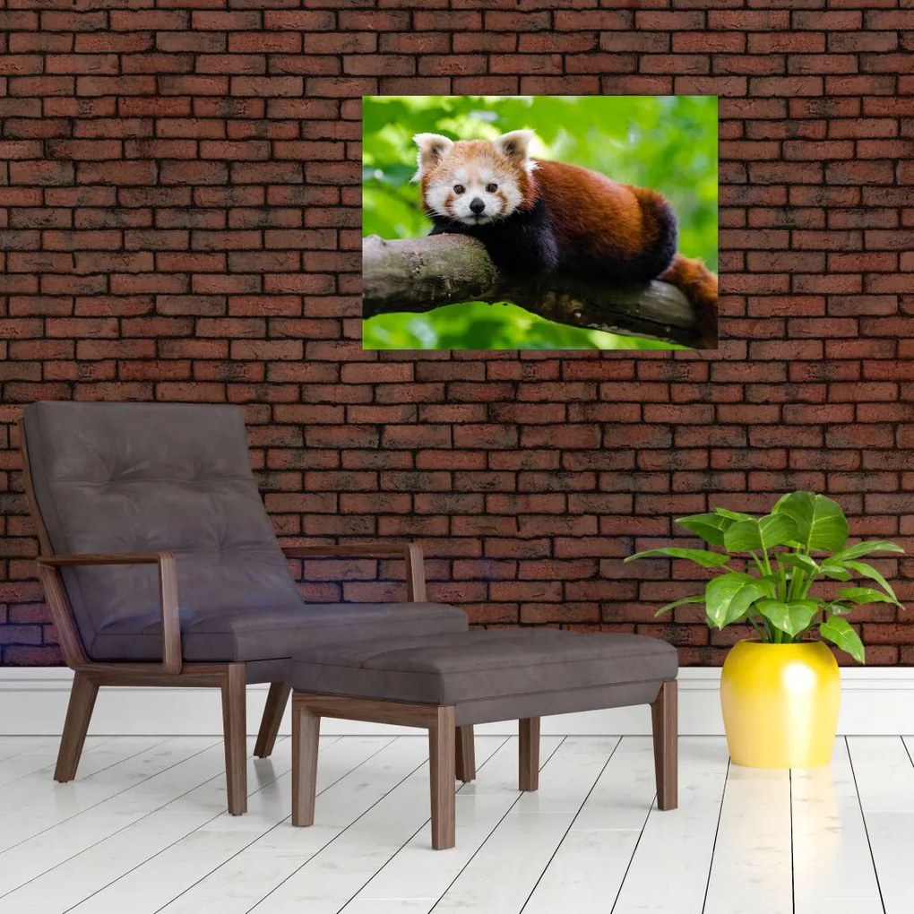 Tablou pe sticlă cu panda roșie (70x50 cm)