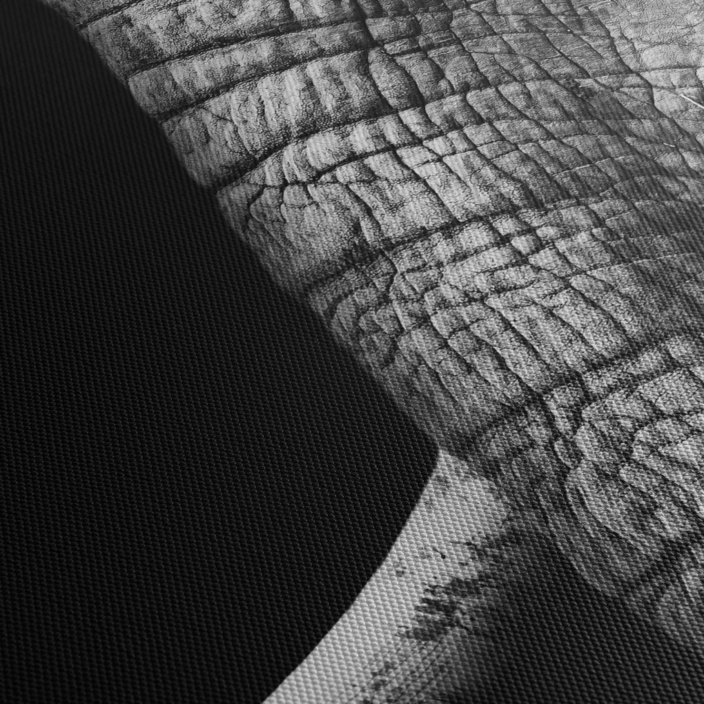 Tablou - Colți de elefant (90x60 cm)