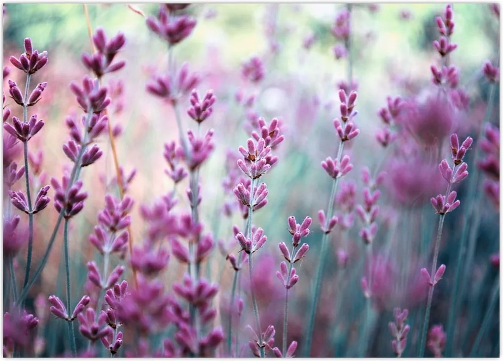 Tablou - Lavandă (70x50 cm)