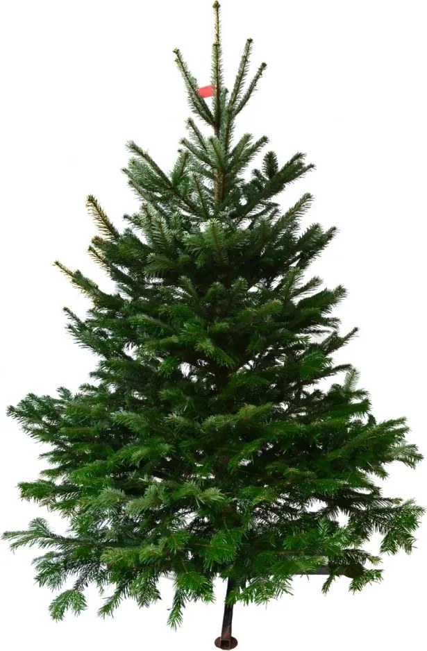 Brad natural de Craciun Nordmann Premium 150-175 cm