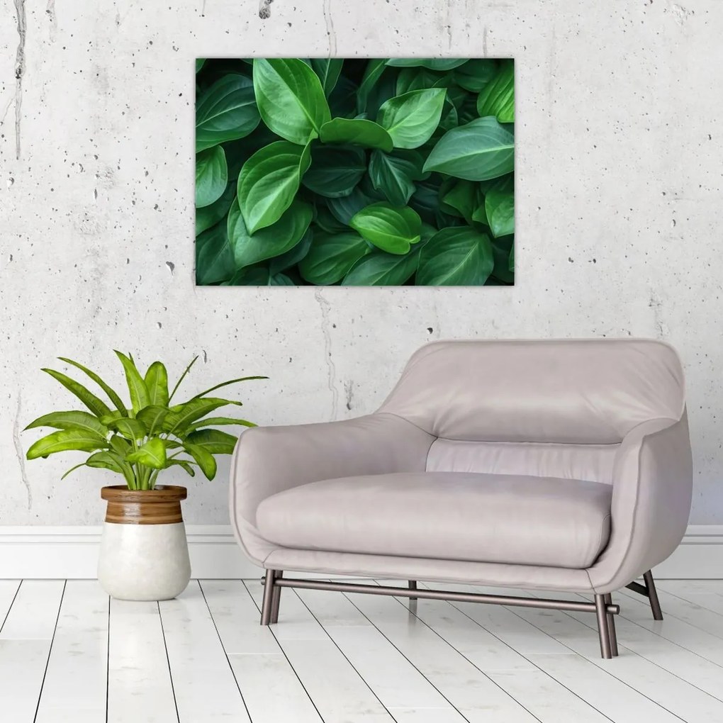 Tablou pe sticlă - Frunze verzi (70x50 cm)